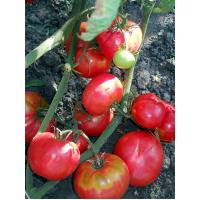 Grandma's Secret Tomato Seeds 30 seeds