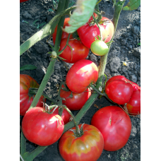 Grandma's Secret Tomato Seeds 30 seeds