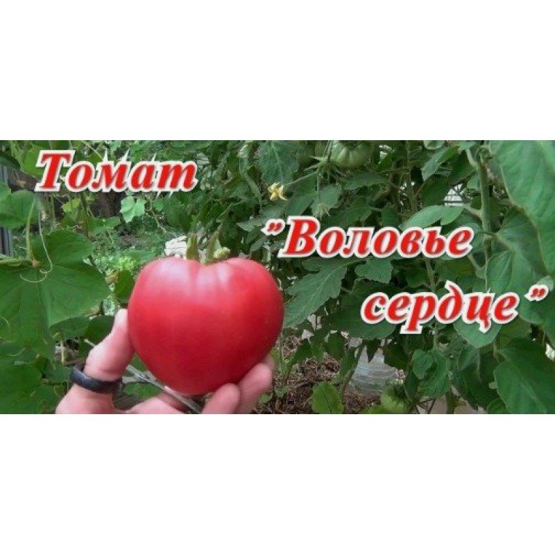 Tomato seeds Oxheart (elite) 30 seeds