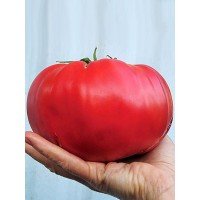Mammoth tomato seeds 30 pcs