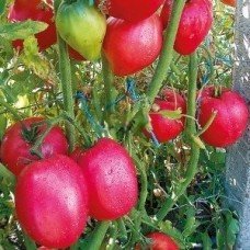 Tomato seeds Pink Flamingo 30 pcs