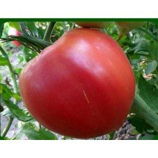 Tomato seeds Pink gift 30 pcs