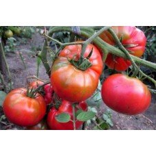 Tomato seeds Sugar Pudovychok 30 seeds