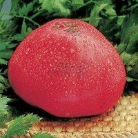 Насіння томату Фатіма 30 нас