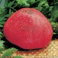 Fatima tomato seeds 30 us