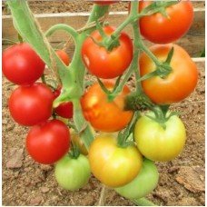 Tomato seeds Apple Spas 30 seeds