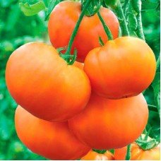 Tomato seeds Seeds from Lazarev Klondike 0.1 g (15-30 seeds)