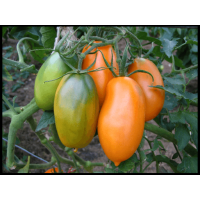 Насіння томату Насіння від Лазарєвих Лікувальний 0,1 гр (15-30 насінин)