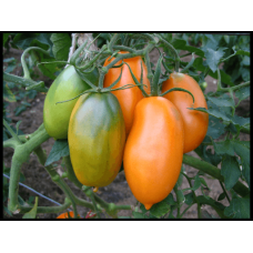 Tomato seeds Seeds from Lazarevs Medicinal 0.1 g (15-30 seeds)