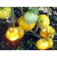 Насіння томату Насіння від Лазарєвих Лунний восторг 0,1 гр (15-30 насінин)