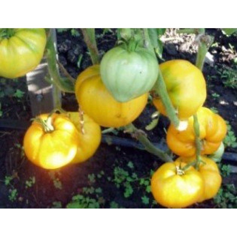 Насіння томату Насіння від Лазарєвих Лунний восторг 0,1 гр (15-30 насінин)