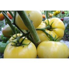 Tomato seeds Seeds from Lazarev Half Moon 0.1 g (15-30 seeds)