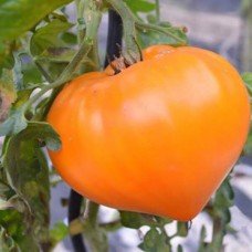 Tomato seeds Strawberry Orange (15 seeds)
