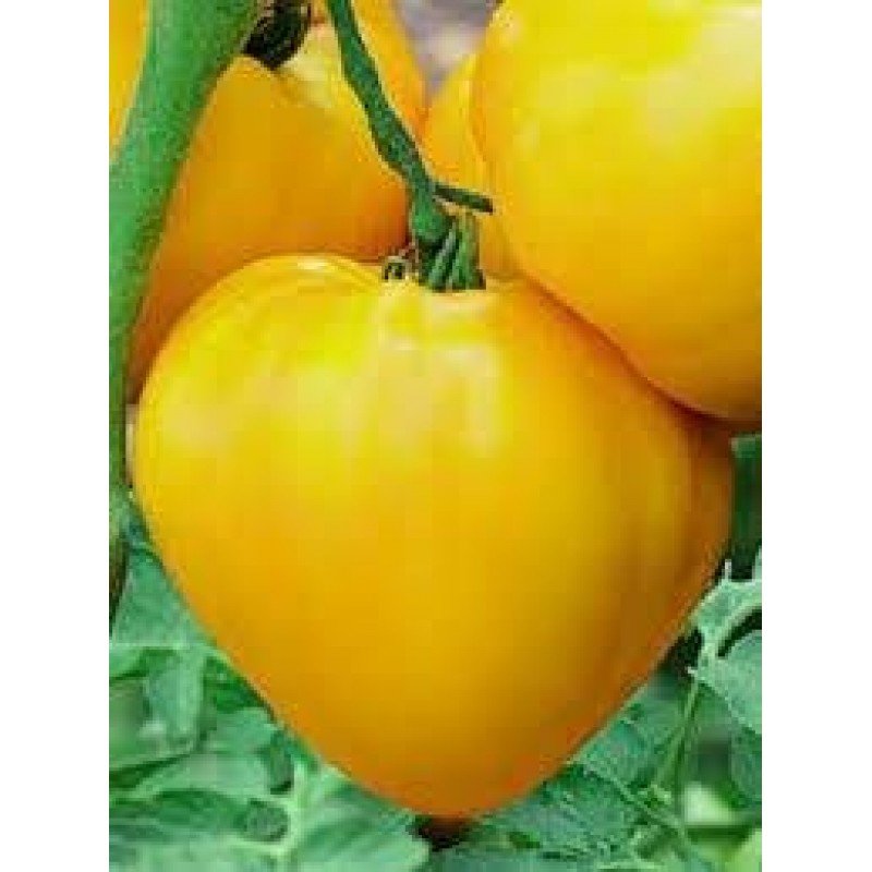 Tomato seeds Polish Yellow Heart 15 pcs
