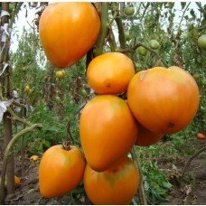 Heart of Ashgabat 30 seeds