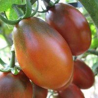 Насіння томату Шоколадний зайчик  30 нас