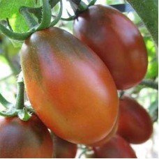 Tomato seeds Chocolate Bunny 30 pcs