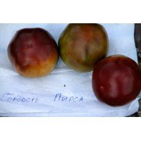 Насіння томату Гордість пірсу 15 насінин