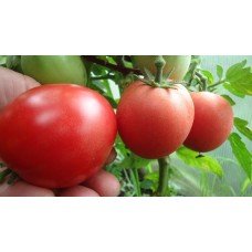 Tomato seeds "from Lazarev" Demidov 15 seeds