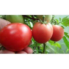 Tomato seeds "from Lazarev" Demidov 15 seeds