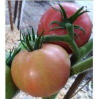 Tomato seeds "from Lazarev" Zorzha 15 seeds