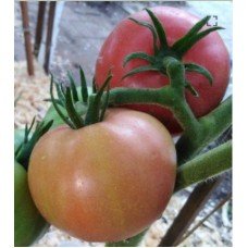 Tomato seeds "from Lazarev" Zorzha 15 seeds