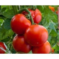 Насіння томату "від Лазарєвих" Кам’яна квітка 15 насінин