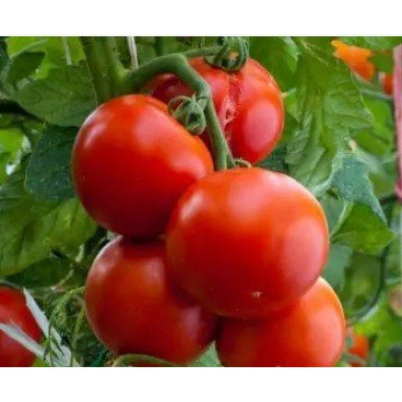 Tomato seeds "from Lazarev" Stone Flower 15 seeds