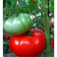 Tomato seeds "from Lazarev" King 15 seeds