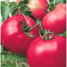 Tomato seeds "from Lazarev" Early Love 15 seeds