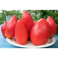 Насіння томату "від Лазарєвих" Супер-модель 15 насінин