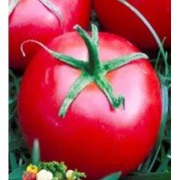 Tomato seeds "from Lazarev" Chaika 15 seeds