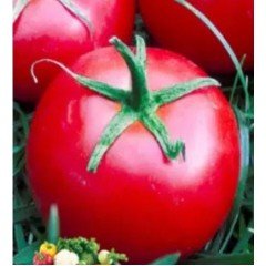 Tomato seeds "from Lazarev" Chaika 15 seeds