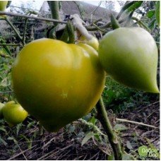 Tomato seeds "from Lazarev" Winter Heart 15 seeds