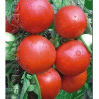 Насіння томату "від Лазарєвих" Снігурочка 15 насінин