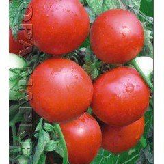 Tomato seeds "from Lazarev" Snow Maiden 15 seeds
