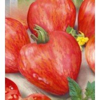 Насіння томату "від Лазарєвих" Волове серце смугасте 15 насінин