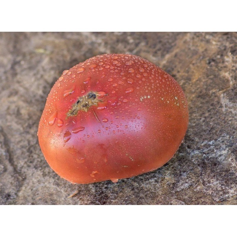 Tomato seeds Dwarf Summer Wine 10 pcs