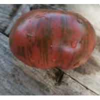 Tomato seeds Tai Dai Fred 15 seeds