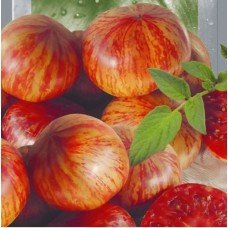 Tomato seeds Chameleon 30 seeds