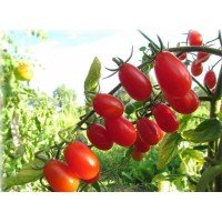 Elf tomato seeds 30 pcs
