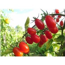 Elf tomato seeds 30 pcs