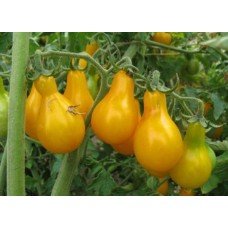 Насіння томату Жовта груша 30 нас