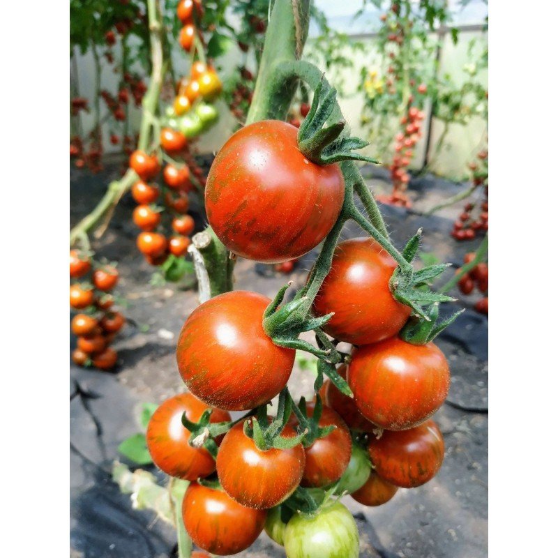 Насіння томату Лора F1 (10 насінин)