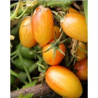 Насіння томату Сором’язливий рум’янець 30 нас