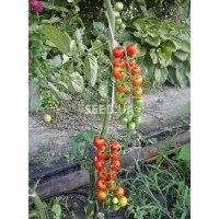 Насіння томату Насіння від Лазарєвих Японська смородинка  0,2 гр (30-50 насінин)