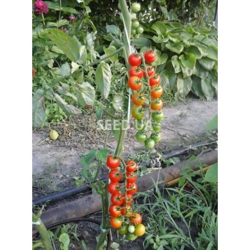 Tomato seeds Seeds from Lazarev Japanese currant 0.2 g (30-50 seeds)