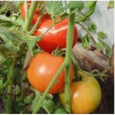 Tomato seeds "from Lazarev" Atlantis 30-60 seeds