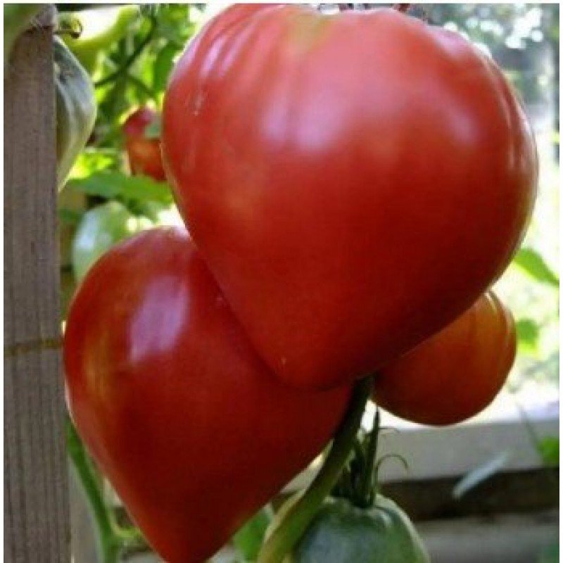 Tomato seeds "from Lazarev" Bull's Heart Red 30-60 seeds