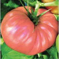 Tomato seeds "from Lazarev" Bear's Paw Pink 30-60 seeds